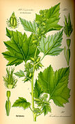 Illustration Xanthium strumarium0.jpg