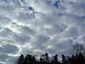 Stratocumulus stratiformis