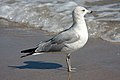 en:List_of_birds_of_Florida, en:List of birds of Georgia (U.S. state)