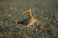 Nigravosta limozo, Limosa limosa