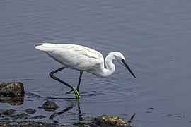 獵魚, 塞浦路斯