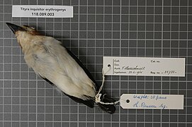 Naturalis Biodiversity Center - RMNH.AVES.35733 2 - Tityra inquisitor erythrogenys (Selby, 1826) - Tyrannidae - bird skin specimen.jpeg