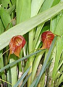 Masdevallia corniculata