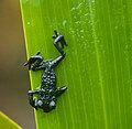 Granota negra del Roraima (Oreophrynella quelchii)