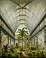 Palmenhaus 1883, mit „Maria-Theresien-Palme“.