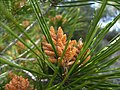 Male cones, Catalonia