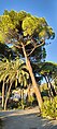 Pinus Pinea a Genova Nervi