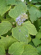 Plectranthus fruticosus InflorescenceLeaves BotGard0906.JPG