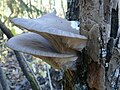 Østershat (Pleurotus ostreatus)