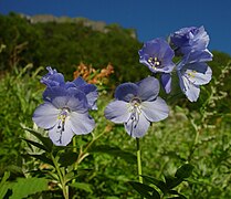 Grški baldrijan (Polemonium caeruleum)