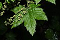 Ribes bracteosum