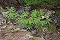 Sambucus racemosa