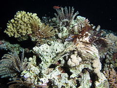 Stephanometra indica est une des espèces les plus communes de l'Indo-Pacifique.