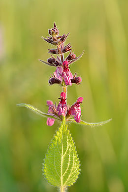 Miškinė notra (Stachys sylvatica)