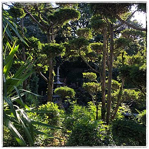 Végétation dans le parc de la Villa Champfleuri créé par Danaé Vagliano (Cannes).