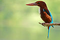 * Nomination: White-throated Kingfisher (Halcyon smyrnensis)--Anton 17 08:32, 12 June 2012 (UTC) * * Review needed