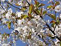 Prunus avium (Wild Cherry)