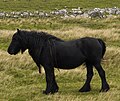 Dales Pony