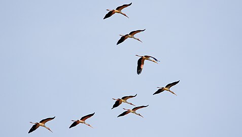 Flock, Tanzania