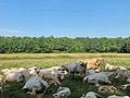 Zondagsbroek (Nationaal Park De Drentsche Aa)