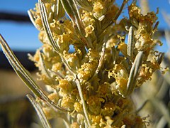 Artemisia cana (5034491894).jpg