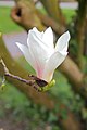 Magnolienhain in Aschaffenburg im Frühjahr 2020