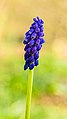 Bloemen van een Blauwe druifje Muscari botryoides.