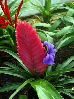 Mėlynoji tilandsija (Tillandsia cyanea)