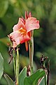 en:Canna_(plant)