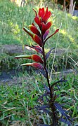 Castilleja irasuensis flowers.jpg