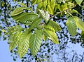 Chinese Chestnut (Castanea mollissima) spring leaves