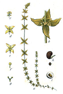 Cruciata sp Sturm49.jpg