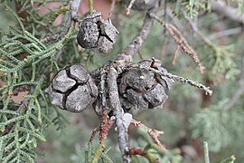 Cupressus glabra, Sedona, Coconino County, Arizona 2.jpg