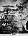 Die Gartenlaube (1880) b 825.jpg Zimmerpflanzen. Originalzeichnung von Fedor Flinzer
