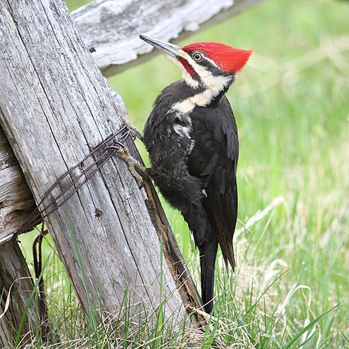 Хохлатая желна (Dryocopus pileatus)