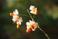 Euonymus europaeus f. Albus