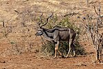 Miniatura para Tragelaphus strepsiceros