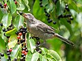 Image 100Gray catbird with a chokeberry in Prospect Park