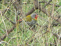 Male, Serengeti, Tanzania