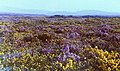 Resava v Woodburyju, Devon, z vijoličnimi Calluna vulgaris in rumenimi Ulex gallii