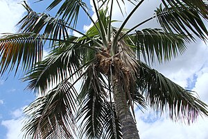 Kentia palmo (Howea forsteriana)