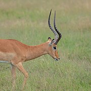 Cabeza de un impala macho.