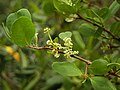 Laguncularia racemosa