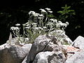 Alpen-Edelweiß (Leontopodium alpinum Cass.)