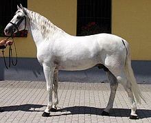 Cheval d'apparence blanche, vu de profil.