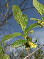 Lonicera involucrata