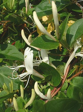 Lonicera japonica