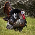 5 Male wild turkey (Meleagris gallopavo) strutting uploaded by Frank Schulenburg, nominated by Frank Schulenburg