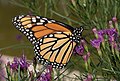 Image 64Monarch butterfly