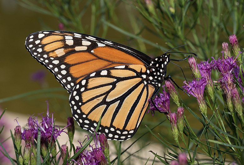 Monarch butterfly in Brooklyn Botanic Garden